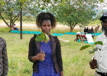 Abim Farmers Embrace Coffee Growing to Boost Household Incomes