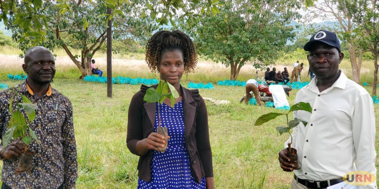 Abim Farmers Embrace Coffee Growing to Boost Household Incomes