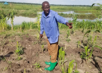 Luuka Farmers Count Losses as Hippos Advance to the Mainland