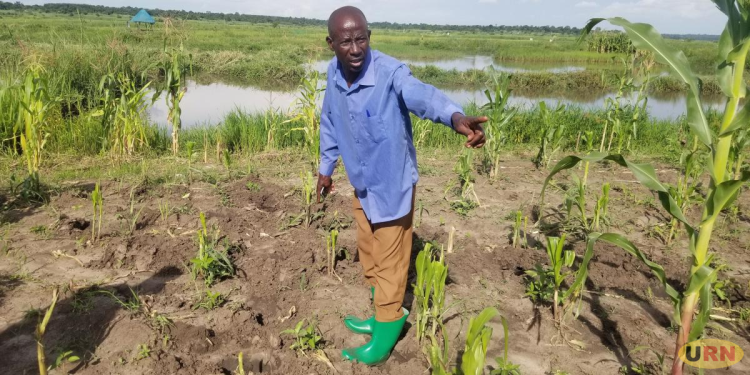 Luuka Farmers Count Losses as Hippos Advance to the Mainland