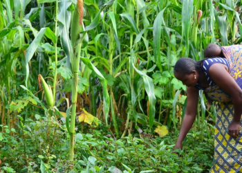 Refugees Turn to Kitchen Gardens to Fight Malnutrition