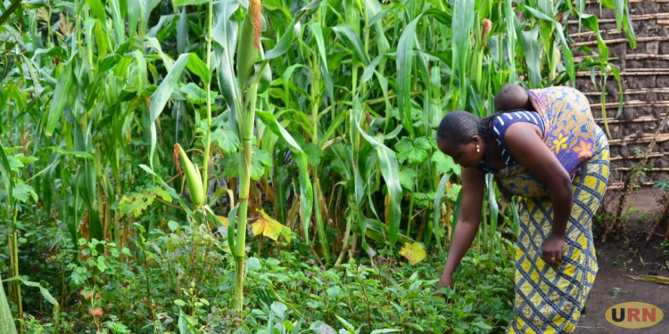 Refugees Turn to Kitchen Gardens to Fight Malnutrition