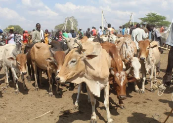Two Leaders in Kwania Detained Over Alleged Cattle Restocking Fraud