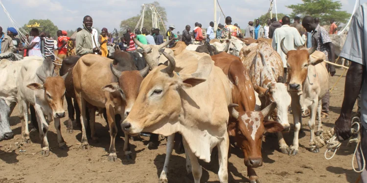 Two Leaders in Kwania Detained Over Alleged Cattle Restocking Fraud