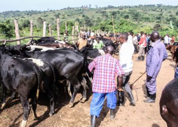 Kamwenge Closes Livestock Markets Over FMD Threat