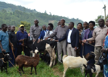 Kabale Launches Livestock Market to Bolster Local Revenue, Livestock Trade