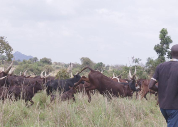 Tension Rises in Napak, Katakwi as Balalo Herdsmen Expand into Farming Areas