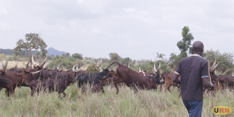 Tension Rises in Napak, Katakwi as Balalo Herdsmen Expand into Farming Areas