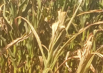 Prolonged Dry Spell Destroys Crops, Threatens Food Security in Bugisu and Sebei