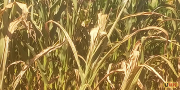 Prolonged Dry Spell Destroys Crops, Threatens Food Security in Bugisu and Sebei