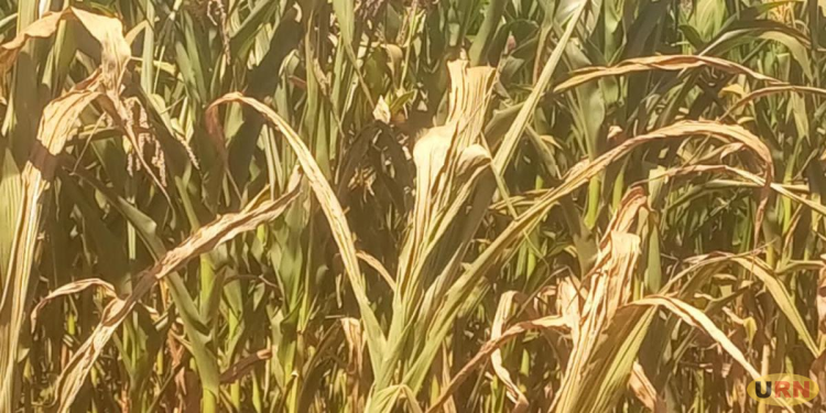Prolonged Dry Spell Destroys Crops, Threatens Food Security in Bugisu and Sebei