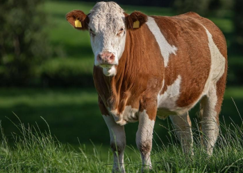 Youth Leader Loses Case Challenging NAADS Heifer Distribution
