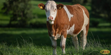 Youth Leader Loses Case Challenging NAADS Heifer Distribution