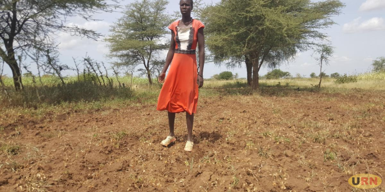 Dry Spell Drives Karamoja Families Off Farms to Mines