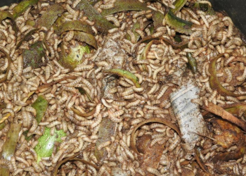 Kitgum, Lamwo Farmers Slow to Embrace Black Soldier Fly Farming