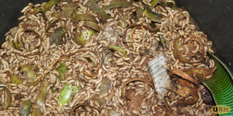 Kitgum, Lamwo Farmers Slow to Embrace Black Soldier Fly Farming