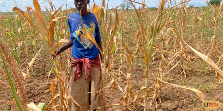 Dry Spell Wipes Out 35,000 Acres in Napak as Residents Appeal for Food Relief and Seeds