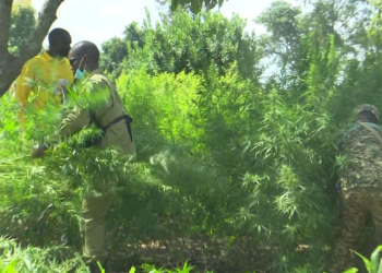 Police Destroy Marijuana Garden, Arrest One Suspect in Koboko Anti-Narcotics Operation