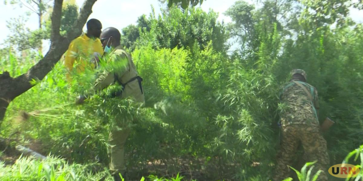 Police Destroy Marijuana Garden, Arrest One Suspect in Koboko Anti-Narcotics Operation
