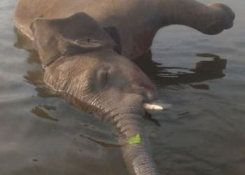 UWA Investigates Death of Elephant Found Floating in Lake Albert