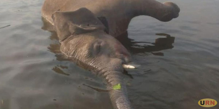 UWA Investigates Death of Elephant Found Floating in Lake Albert