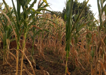 Experts Warn of Food Insecurity Amid Prolonged Dry Spell in Acholi