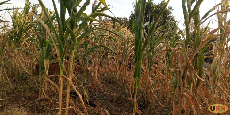 Experts Warn of Food Insecurity Amid Prolonged Dry Spell in Acholi