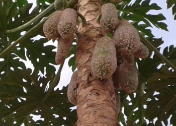 Pawpaw Mealybugs Cost Kitgum Farmers Thousands in Lost Income