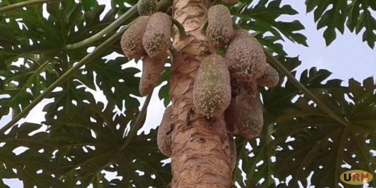 Pawpaw Mealybugs Cost Kitgum Farmers Thousands in Lost Income