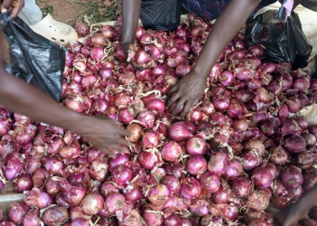 Kitgum Onion Farmer Seeks Storage Facilities and Markets After Bumper Harvests