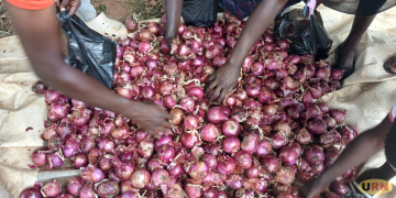 Kitgum Onion Farmer Seeks Storage Facilities and Markets After Bumper Harvests