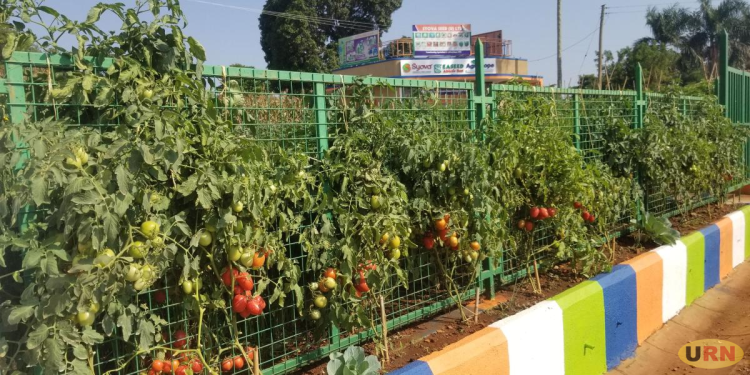Farmers Urged to Adopt Modern Technologies to Boost Production