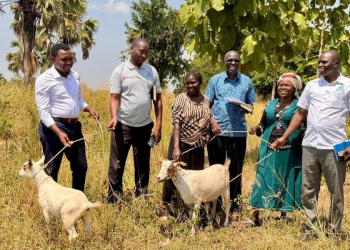 PDM Changes Lives in Arua, but Farmers Still Struggle to Find Markets