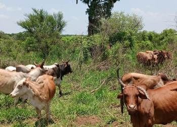 500 Lamwo Households to Receive Cash for Cattle Restocking