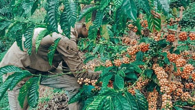 Tooro Coffee Farmers Form Cooperative Union to Boost Market Access