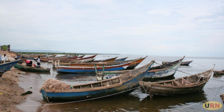 Lake Albert Fishermen Decry Tough New Fishing Rules