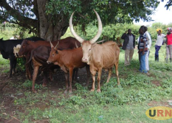 Livestock Theft Forces Masindi Farmers to Sleep in the Cold Guarding Their Animals