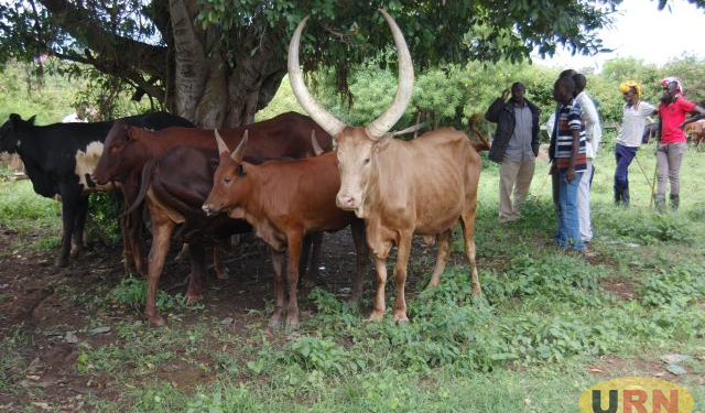 Livestock Theft Forces Masindi Farmers to Sleep in the Cold Guarding Their Animals