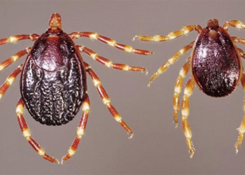 Kanungu Confirms Crimean-Congo Haemorrhagic Fever Case