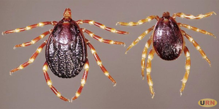 Kanungu Confirms Crimean-Congo Haemorrhagic Fever Case