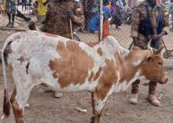 ASTU Recovers 2 Stolen Cows in Karamoja and Teso Operations, 2 Suspects Arrested