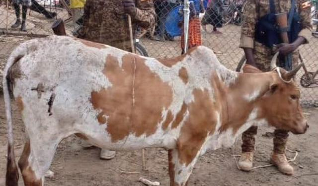 ASTU Recovers 2 Stolen Cows in Karamoja and Teso Operations, 2 Suspects Arrested