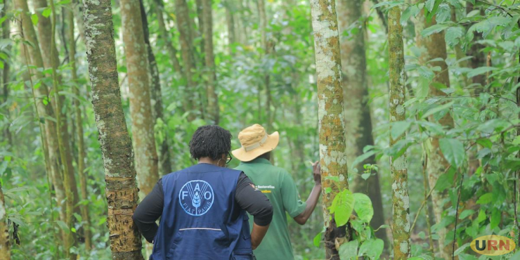 How Putting a Price on Uganda’s Resources Can Secure Its Future