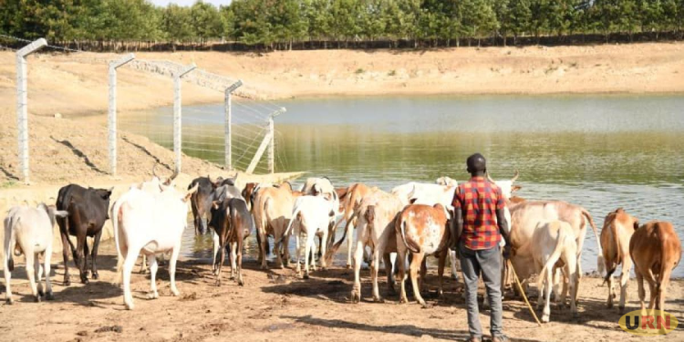 Rehabilitated Dam Ends Long Treks for Water, Revives Hope for Cross-Border Pastoralists