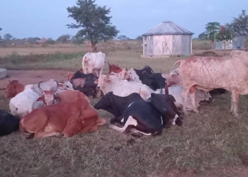 Security Forces Impound 27 Suspected Stolen Cattle in Nabilatuk 