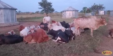 Security Forces Impound 27 Suspected Stolen Cattle in Nabilatuk 