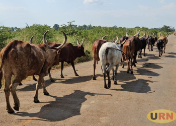 Climate Change Fuels Farmer-Herder Conflict in Northern Uganda