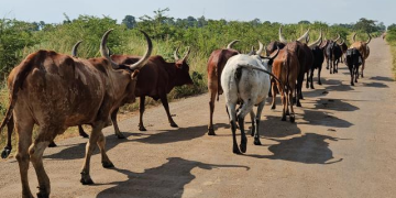 Climate Change Fuels Farmer-Herder Conflict in Northern Uganda