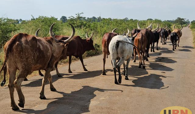 Climate Change Fuels Farmer-Herder Conflict in Northern Uganda