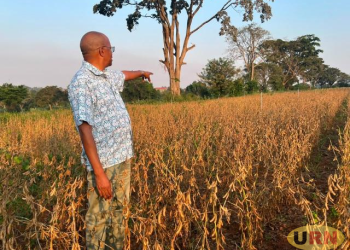 New Maksoy 7N Variety Offers Hope as Soybean Planting Season Nears